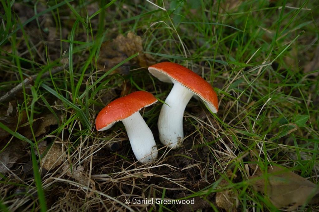 Perfect russulas in the New Forest&nbsp;❣️