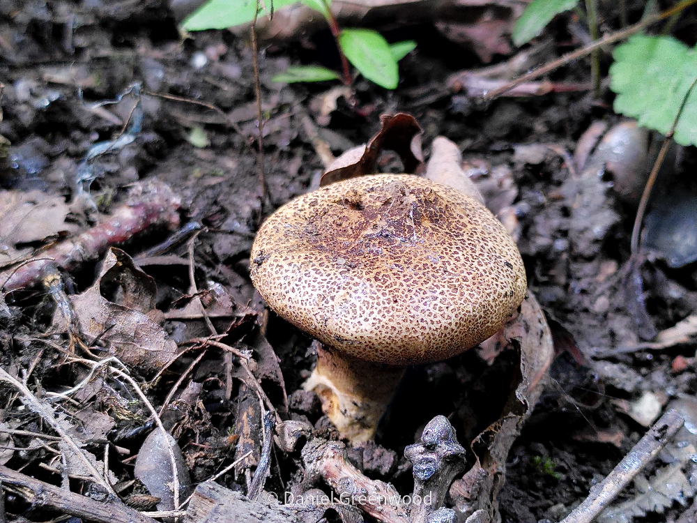 Heatwave earthballs 🌍