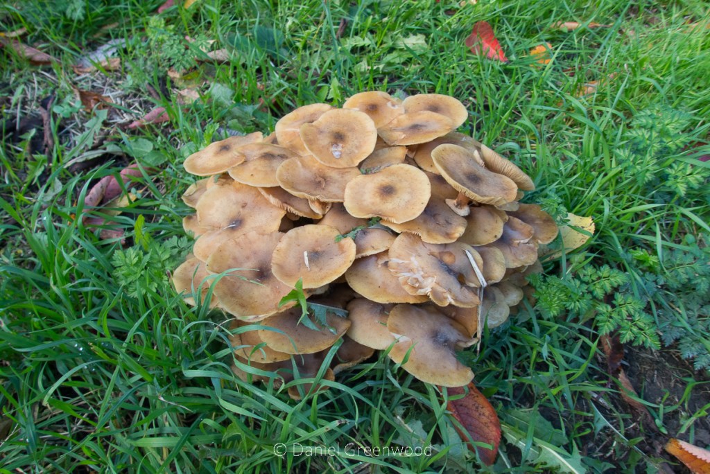 Honey fungus near a roadside cherry&nbsp;🍒