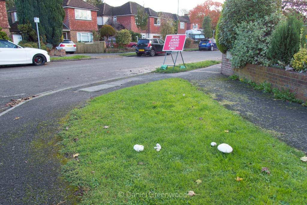 Return to road verge agaricus&nbsp;🛣️