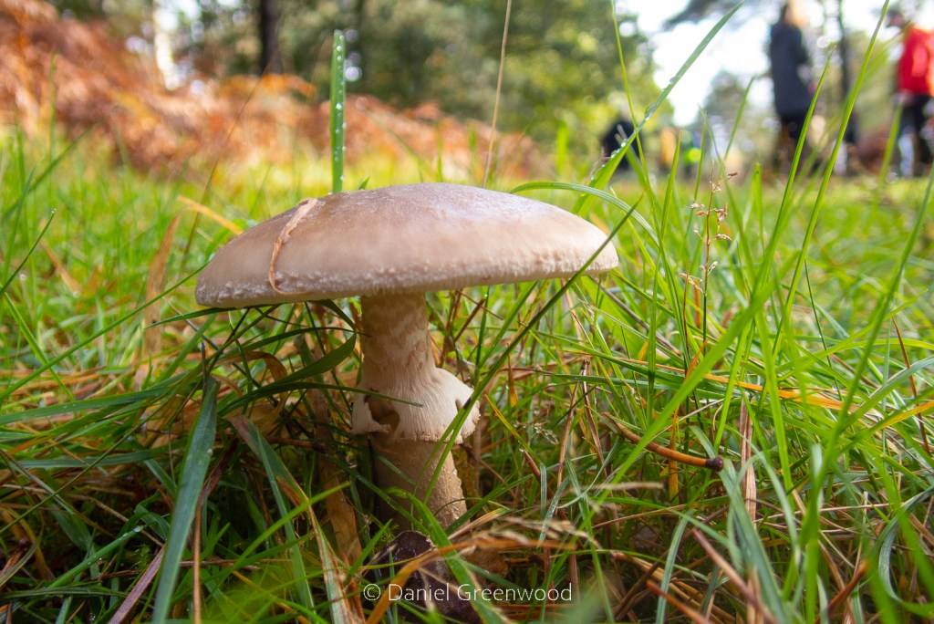 Bramshott fungi walk – October&nbsp;2023