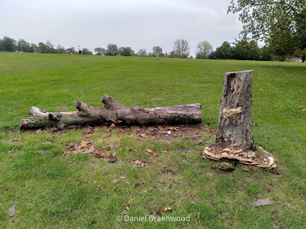 Ganoderma on Streatham Common