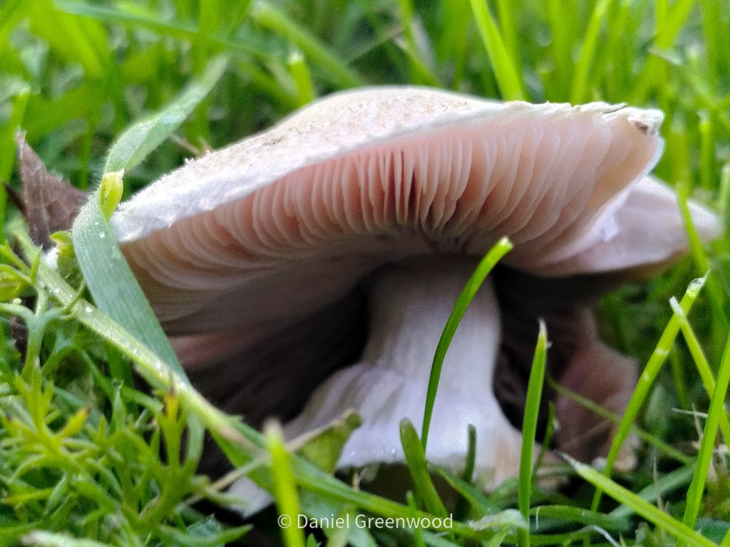 Road verge agaricus&nbsp;🛣️