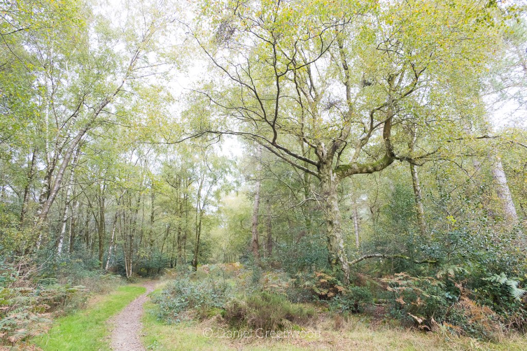 Mushroom peak in the High Weald – October&nbsp;2023