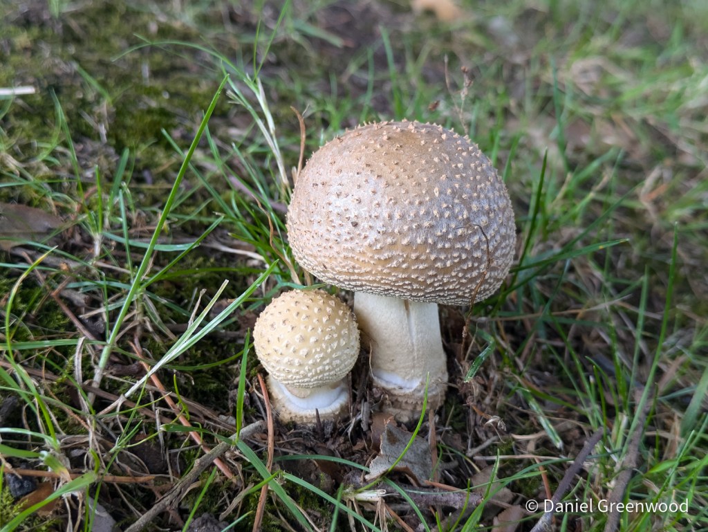 Car park amanitas&nbsp;🅿️