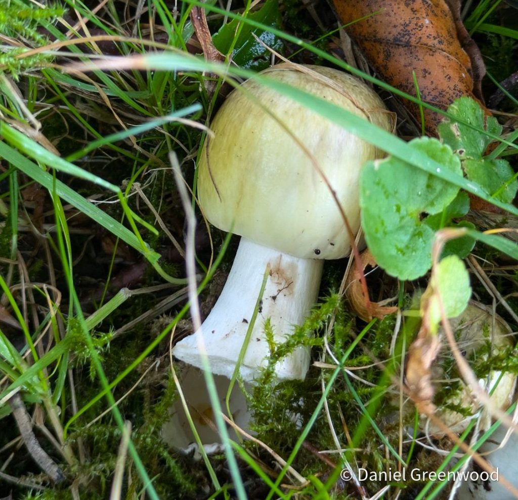 How worried should you be about&nbsp;deathcaps?