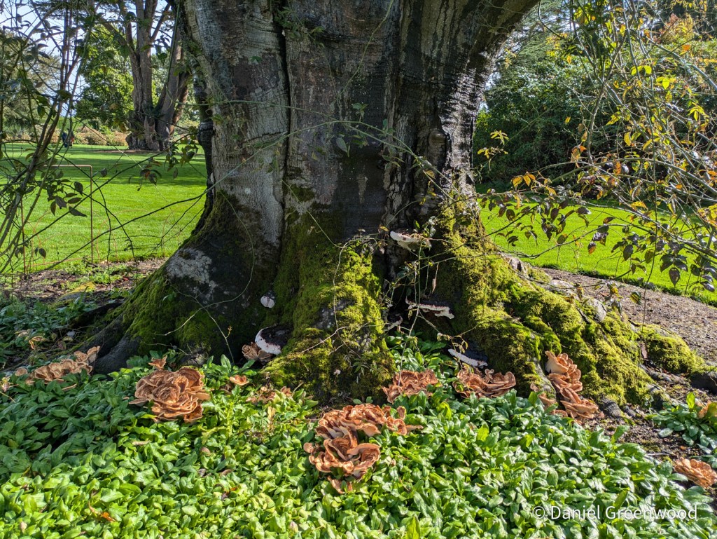 Giant polypore at&nbsp;Nymans