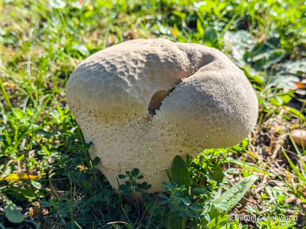 Mosaic puffball
