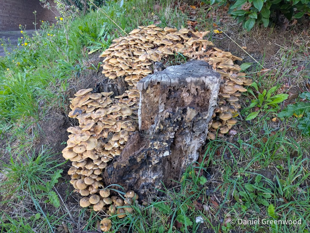 Honey fungus on horse chestnut in&nbsp;London