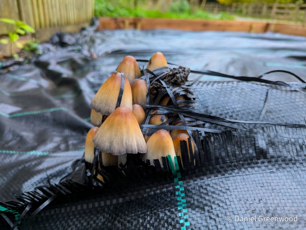 Mushrooms vs. plastic