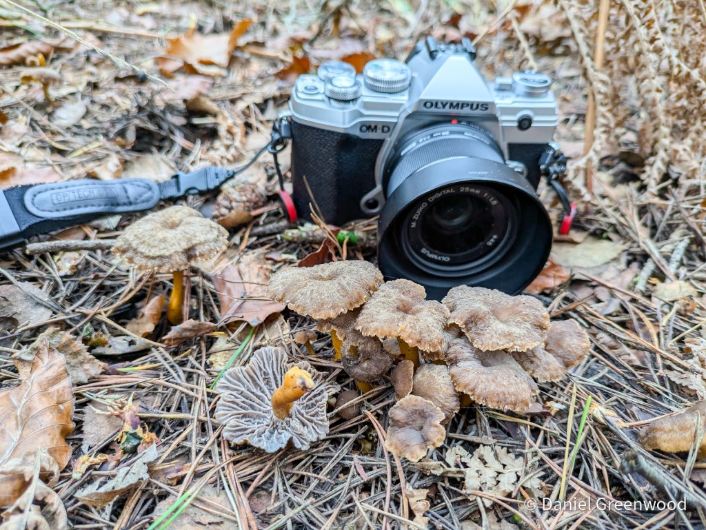 Winter chanterelles are hard to&nbsp;see