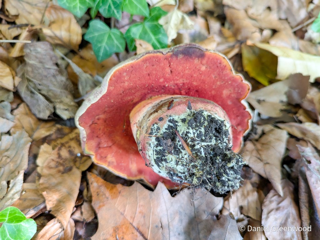 Satan’s bolete, or not?