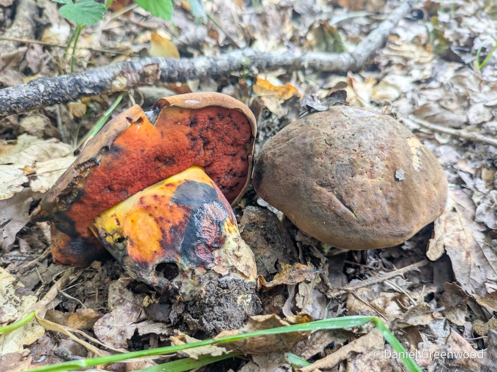 Summer boletes in East Grinstead