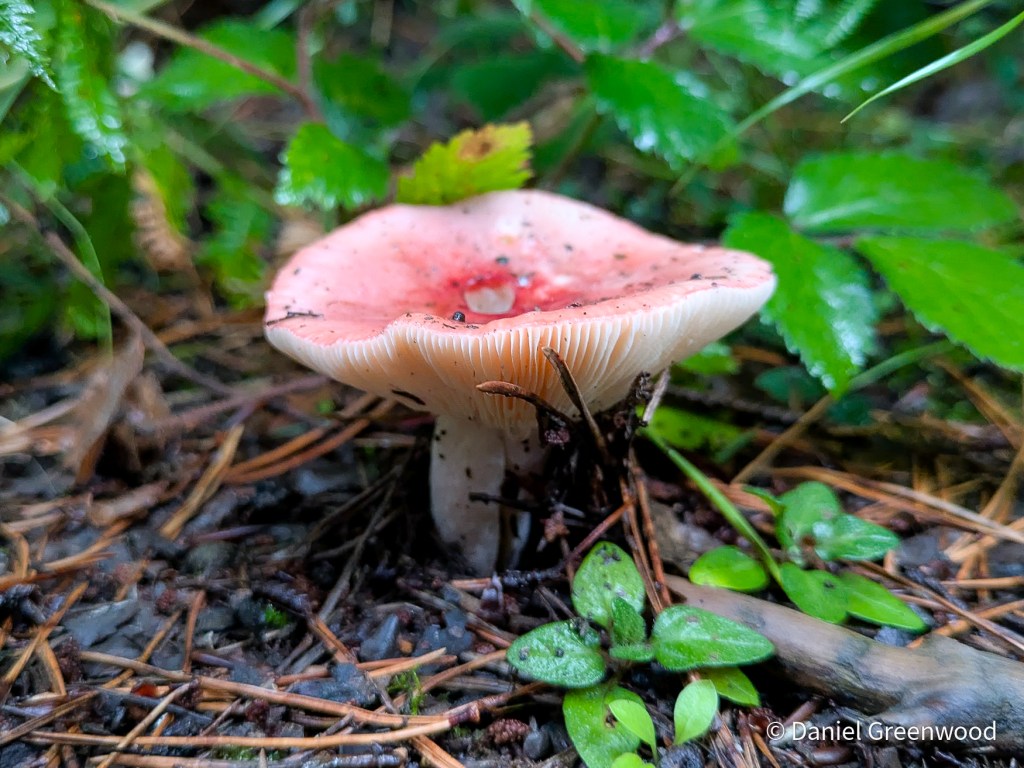 Tuberous polypore in Colgate
