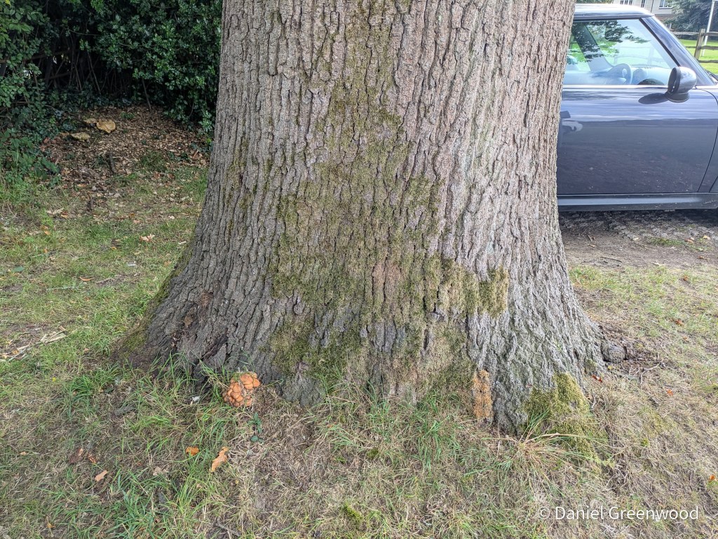 Spindleshank in Handcross