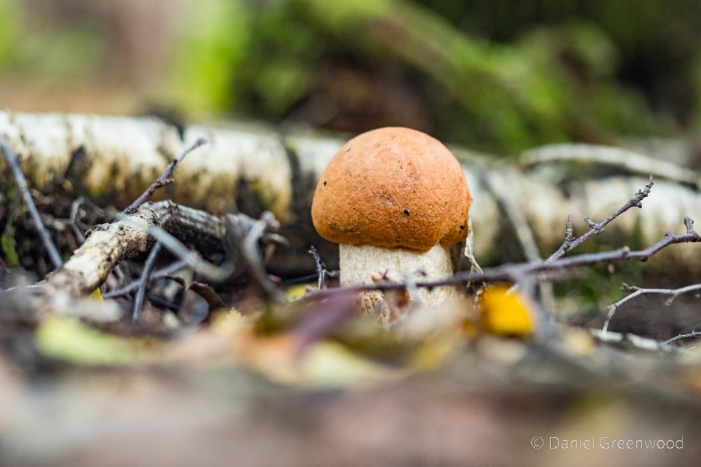 Birch boletes in&nbsp;Colgate