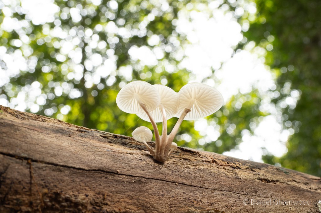 Gifts from fallen&nbsp;trees
