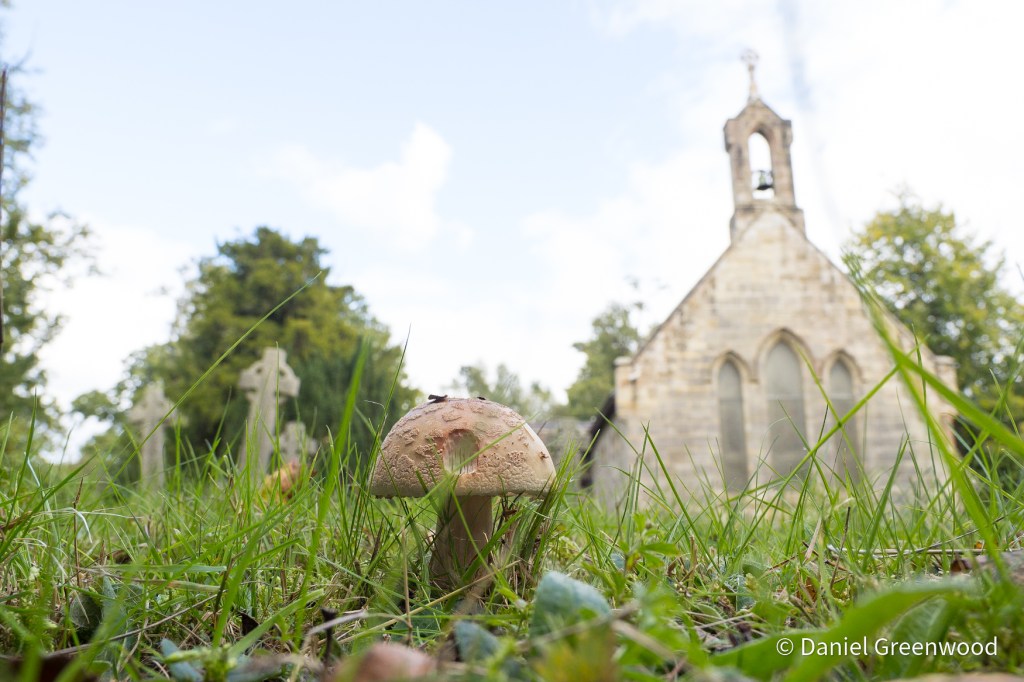 Birch knight in Lower&nbsp;Beeding