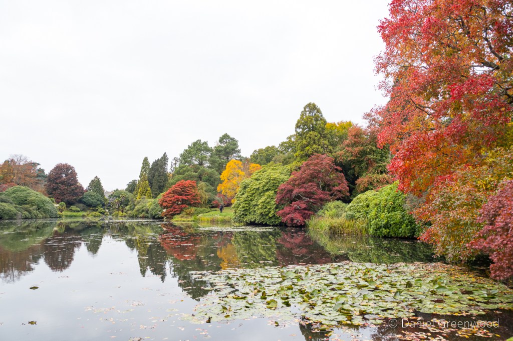 Muscular russulas at Sheffield&nbsp;Park