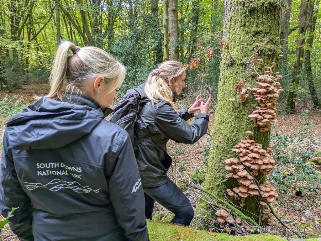 Ludshott Common in&nbsp;Hampshire