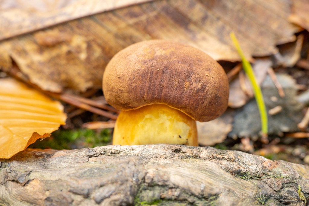 Mushroom peak in the&nbsp;beechwoods