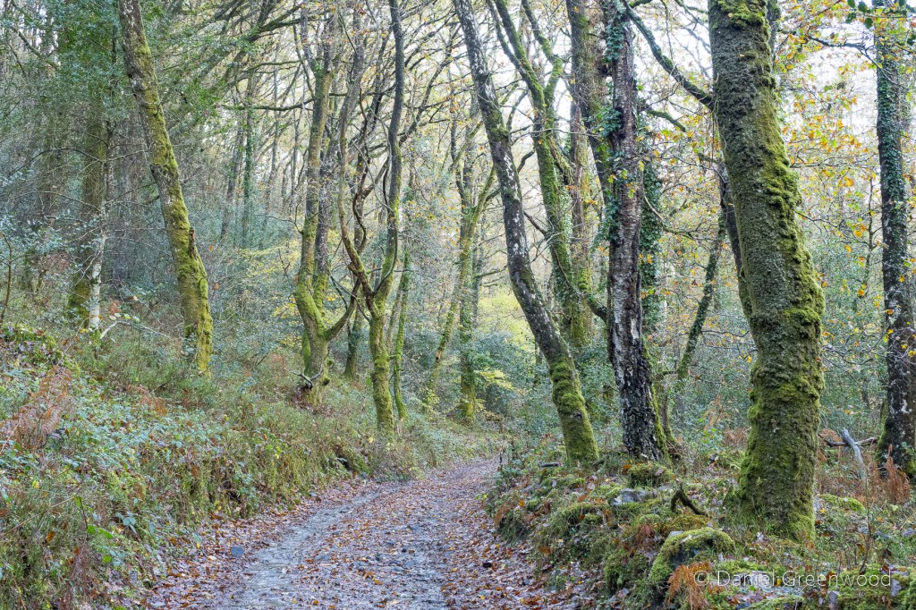 Dartmoor fungi 2025: Bovey valley&nbsp;woods