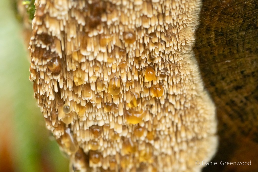 Dartmoor fungi 2025: Ilsington Wood &&nbsp;churchyard