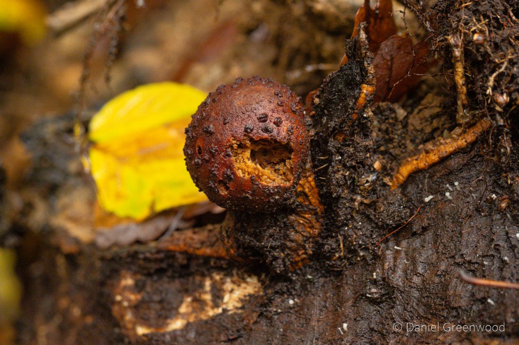 A brown gall with a hole in it, attached to the large black root of a fallen tree