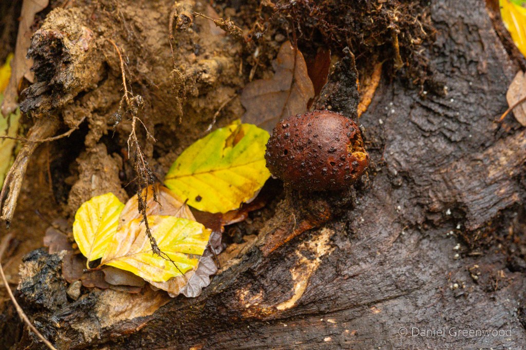 A brown gall with a hole in it, attached to the large black root of a fallen tree, seen from the side.