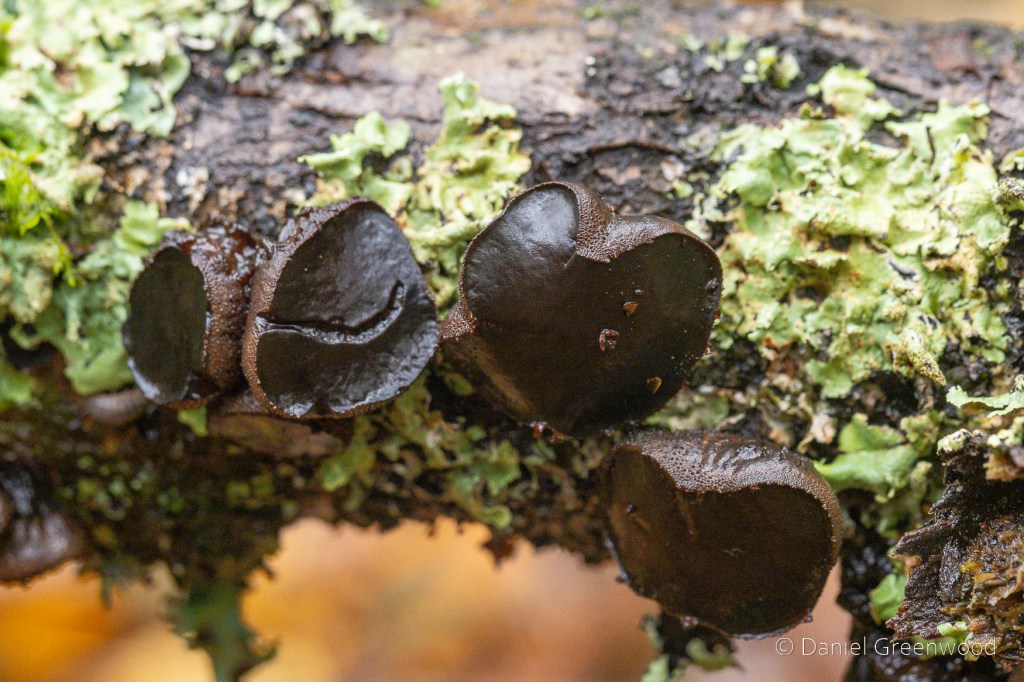 Four round black fungal fruiting bodies with a jelly-like top, growing from a lichen-encrusted branch.