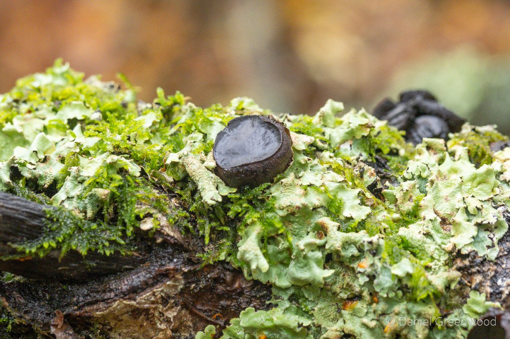 A black fungal fruiting-body with a smooth top, sat in a bed of green lichen and moss