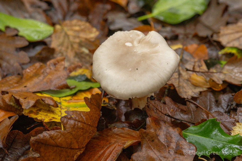 The cloudy grey cap of a mushroom among brown, green and yellow leaves on the woodland floor.