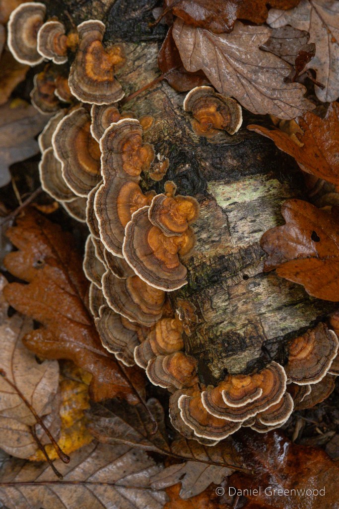 Brown, fan-like fungal fruiting bodies on a piece of decaying birch wood, surrounded by wet, brown oak leaves.