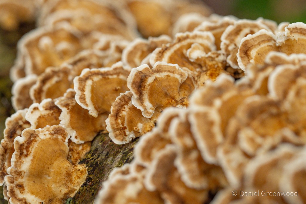 Light brown, stripy, fan-like fungal fruiting bodies on a piece of wood