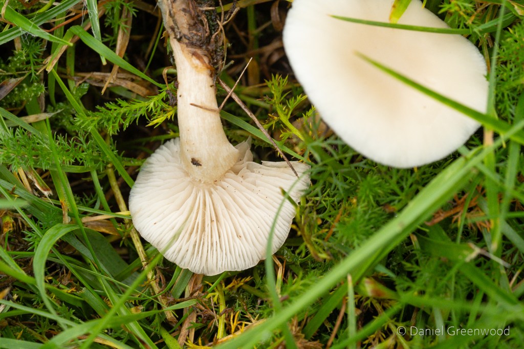 White mushroom upturned in moss and grass
