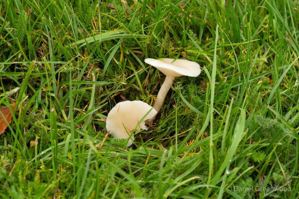Two small white mushrooms reclining in the grass