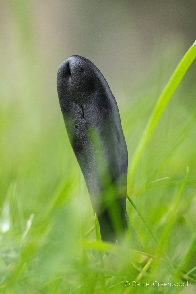 A black, tongue-like fungus fills the frame, surrounded by the bright green of grass