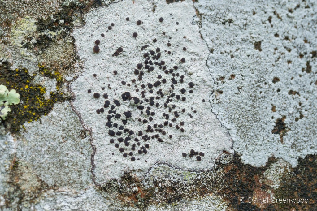 A white lichen with black spots radiating from the centre, among other lichens that look map-like.