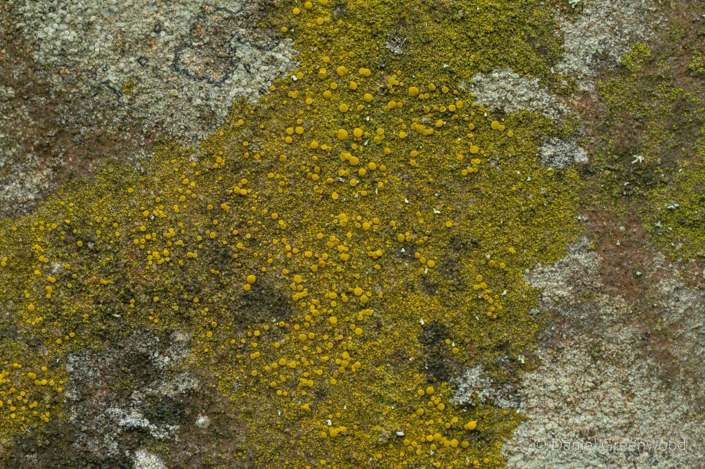 A yellow lichen with little sun-shapes dotted throughout.