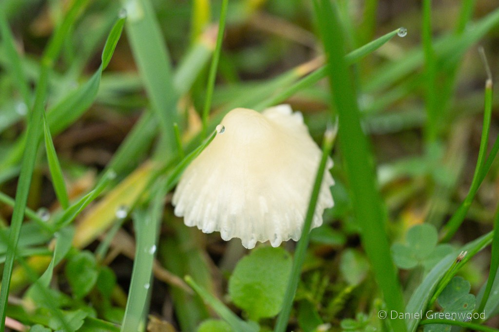 A creamy mushroom cap among grass blades