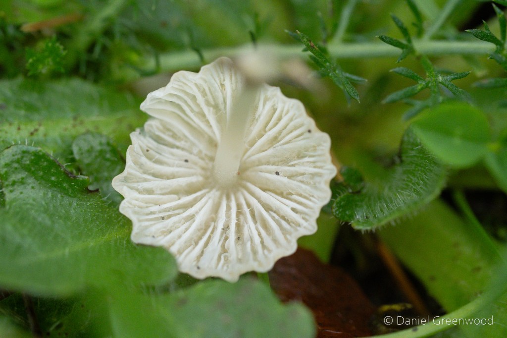 The upturned cap of a white mushroom, showing vortex-like gills among the leaves of herbs.