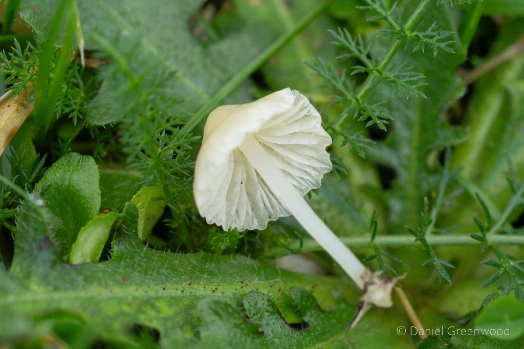 An upturned white mushroom with umbrella-like gills.