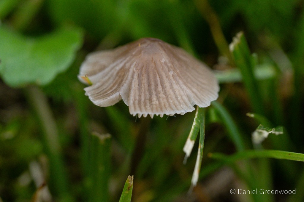 A brown mushroom cap frayed in places where the gills have been broken. The mushroom is among blades of grass