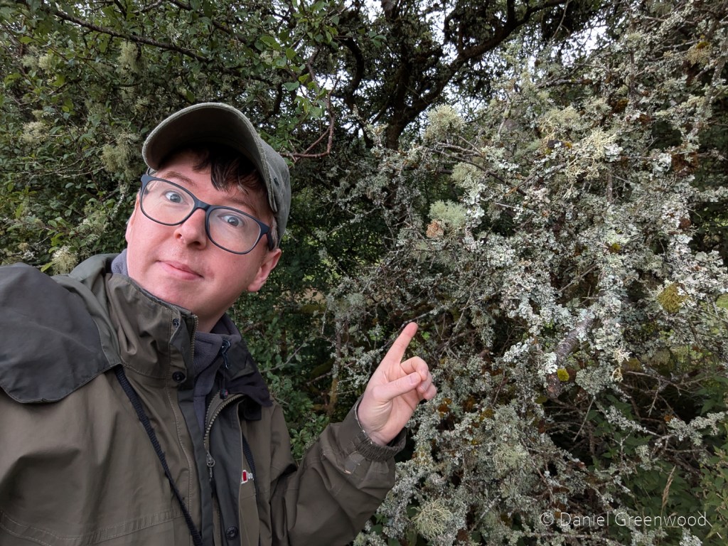 Coral lichen in Mayo, September&nbsp;2026